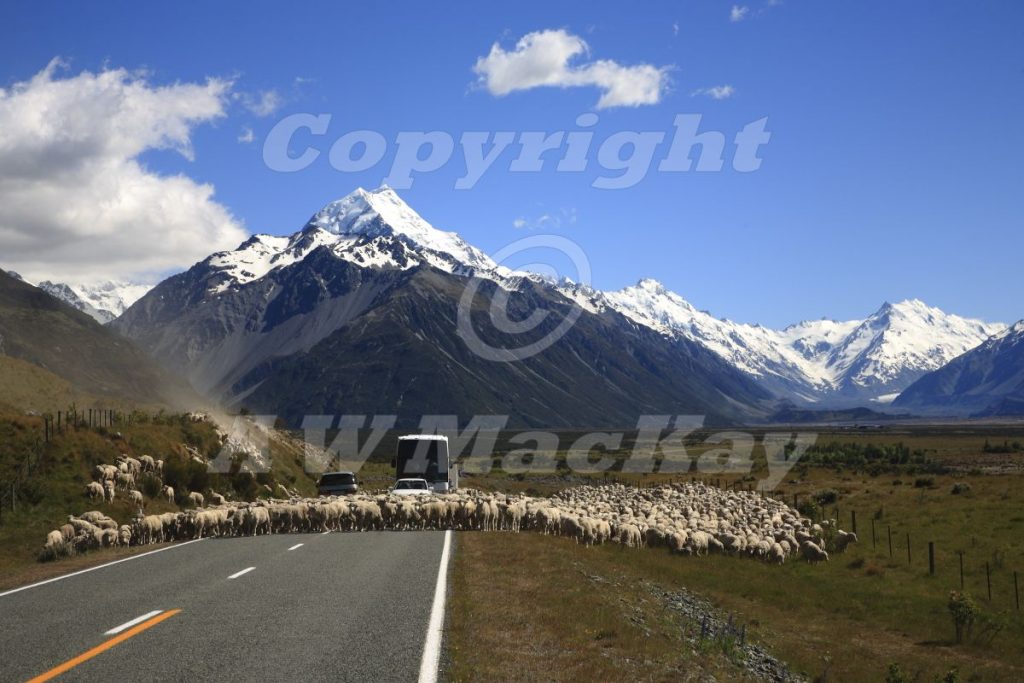 Of Sheep and Mountains II
