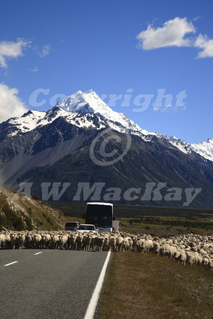 Of Sheep and Mountains I