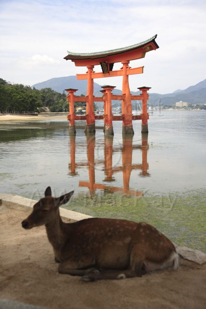 Sika and the Great Torii
