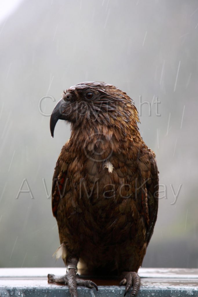 Rainy Day Kea - Nestor Notabilis