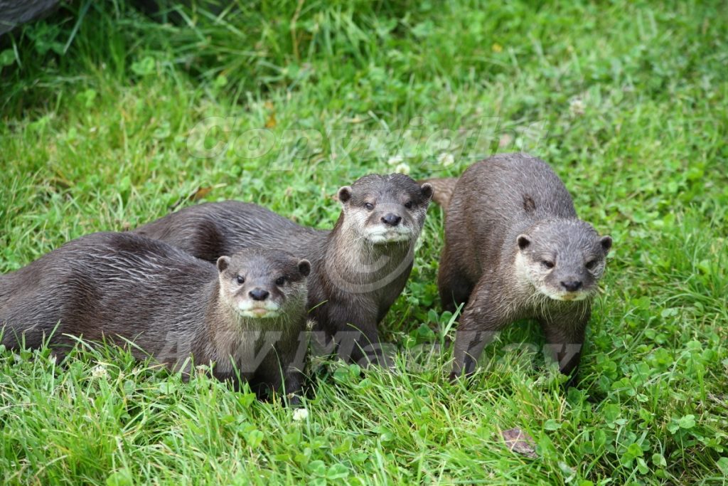Otter Trio
